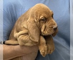 Red LM 6 - Male Bloodhound Puppy for Sale - Photo #15