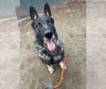 Small #3 German Shepherd Dog