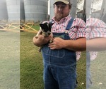 Small Photo #1 Australian Cattle Dog Puppy For Sale in CHAUNCEY, GA, USA