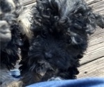 Small Photo #8 Poodle (Toy)-ShihPoo Mix Puppy For Sale in MUNDELEIN, IL, USA