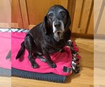 Small #2 Basset Hound-Labrador Retriever Mix