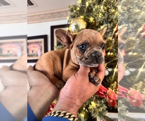 French Bulldog Puppy for sale in MORENO VALLEY, CA, USA