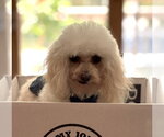 Small #6 Poodle (Toy)