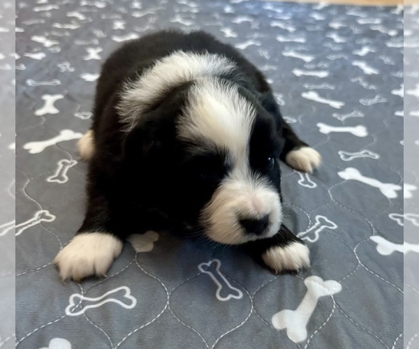 Medium Photo #9 Australian Shepherd Puppy For Sale in SALISBURY, NC, USA