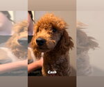 Small #2 Goldendoodle
