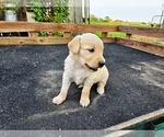 Small #1 Golden Retriever