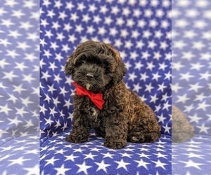 ShihPoo Puppy for sale in NEW PROVIDENCE, PA, USA