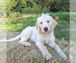 Small Photo #1 Labradoodle-Poodle (Standard) Mix Puppy For Sale in LINDEN, TN, USA