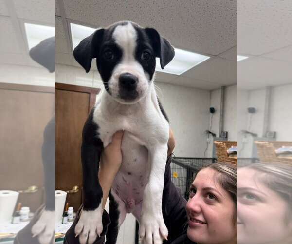 Medium Photo #2 Bullboxer Pit Puppy For Sale in Gilberts, IL, USA