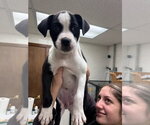 Small #1 Bullboxer Pit