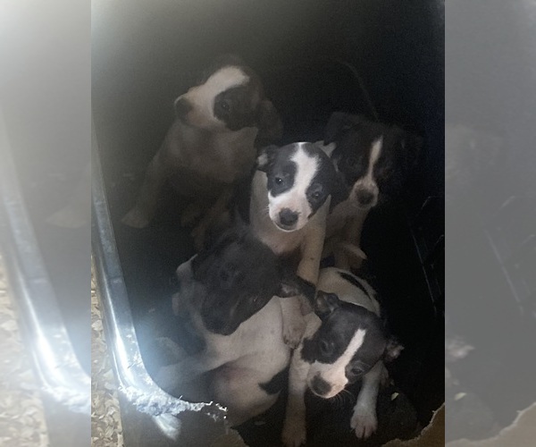 Medium Photo #1 Rat Terrier Puppy For Sale in MOUNT PLEASANT, IA, USA