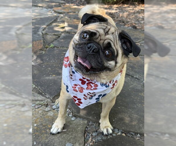 Medium Photo #1 Pug-Unknown Mix Puppy For Sale in Warrenton, VA, USA