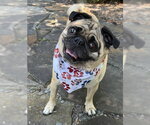 Small Pug Mix