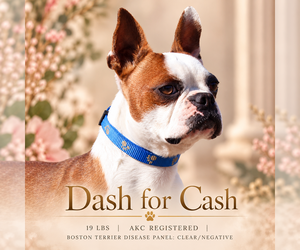 Father of the Boston Terrier puppies born on 08/26/2026