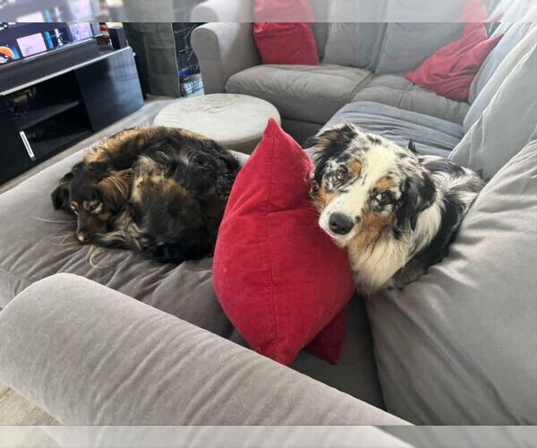 Medium Photo #3 Australian Shepherd Puppy For Sale in San Diego, CA, USA