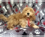 Small #3 ShihPoo