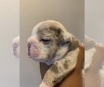Small Photo #1 Bulldog Puppy For Sale in FORT WORTH, TX, USA