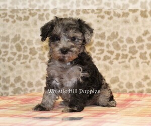 Schnoodle (Miniature) Puppy for sale in DENVER, PA, USA