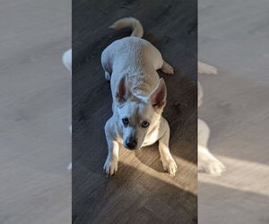 Chihuahua-Unknown Mix Dogs for adoption in San Diego, CA, USA