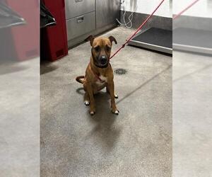 Cheagle Dogs for adoption in Forestville, MD, USA