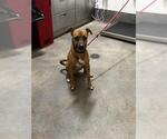 BRUNO - Male Cheagle Dog for Adoption - Small photo