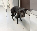 DONNIE - Male American Pit Bull Terrier-Unknown Mix Dog for Adoption - Small photo