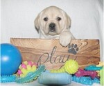 Small Photo #4 Labrador Retriever Puppy For Sale in LITTLETON, CO, USA