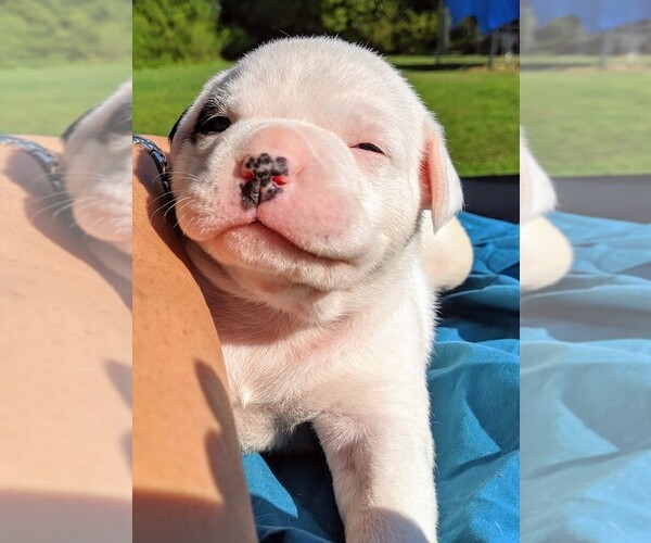 Medium Photo #14 American Bulldog Puppy For Sale in MILLS RIVER, NC, USA