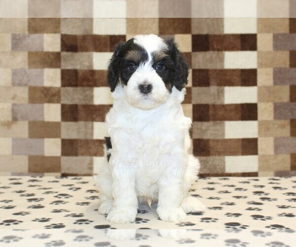 Medium Photo #3 Bernedoodle (Miniature) Puppy For Sale in DENVER, PA, USA