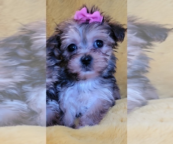 Medium Photo #15 Morkie Puppy For Sale in OTTAWA, OH, USA