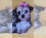 Small Photo #15 Morkie Puppy For Sale in OTTAWA, OH, USA