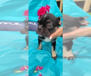 French Bulldog Puppy for sale in MIAMI, FL, USA