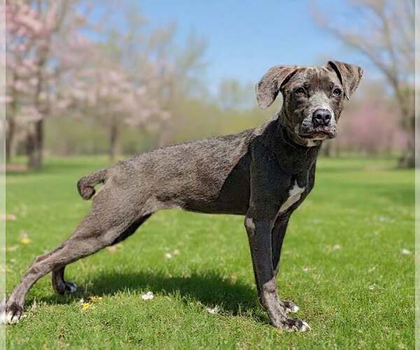 Medium Photo #3 Blue Lacy-Unknown Mix Puppy For Sale in Talladega, AL, USA