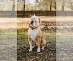 Small Photo #1 American Bulldog Puppy For Sale in CONWAY, SC, USA