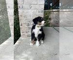 Small Photo #25 Bernedoodle Puppy For Sale in MARTINSVILLE, IN, USA