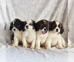 Small Photo #4 Cava-Tzu Puppy For Sale in GORDONVILLE, PA, USA