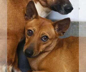 Mutt Dogs for adoption in San Antonio, TX, USA