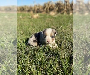 Border-Aussie Puppy for sale in NEWVILLE, PA, USA