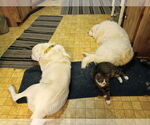 Small #2 Great Pyrenees