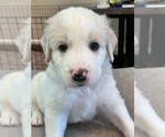 Puppy 2 Great Pyrenees-Labradoodle Mix