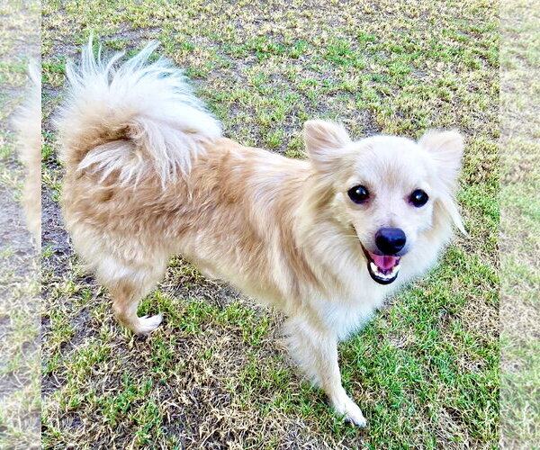 Medium Photo #5 Chihuahua Puppy For Sale in Santa Clarita, CA, USA