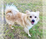 Small #4 Chihuahua