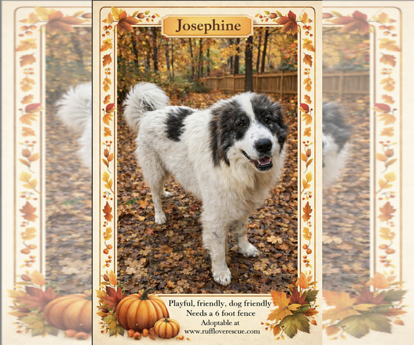 Medium Photo #1 Great Pyrenees-Unknown Mix Puppy For Sale in Thomasville, NC, USA