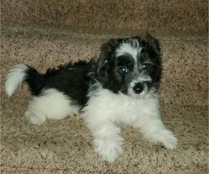Pom-A-Poo-Poodle (Toy) Mix Puppy for sale in INDIANAPOLIS, IN, USA