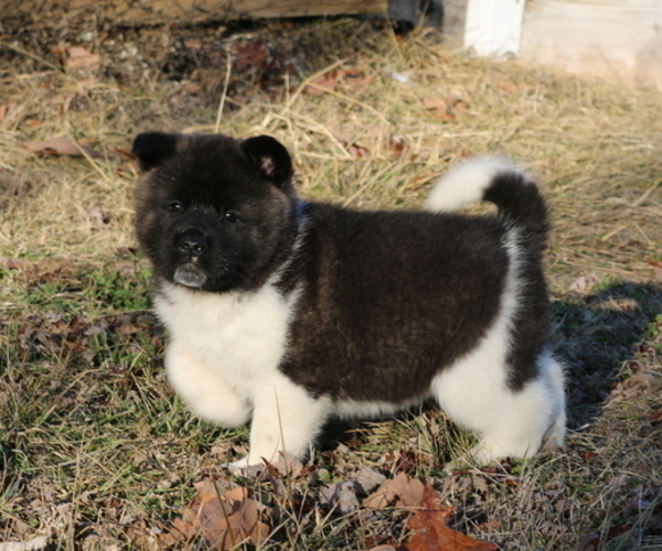 Medium Photo #4 Akita Puppy For Sale in STRAFFORD, MO, USA