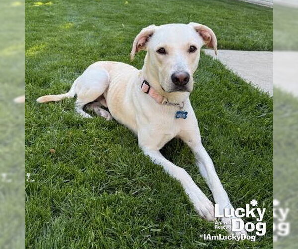 Medium Photo #9 Labrador Retriever-Unknown Mix Puppy For Sale in Washington, DC, USA