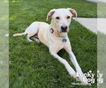Small #8 Labrador Retriever Mix