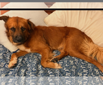 Small #4 Chow Chow Mix