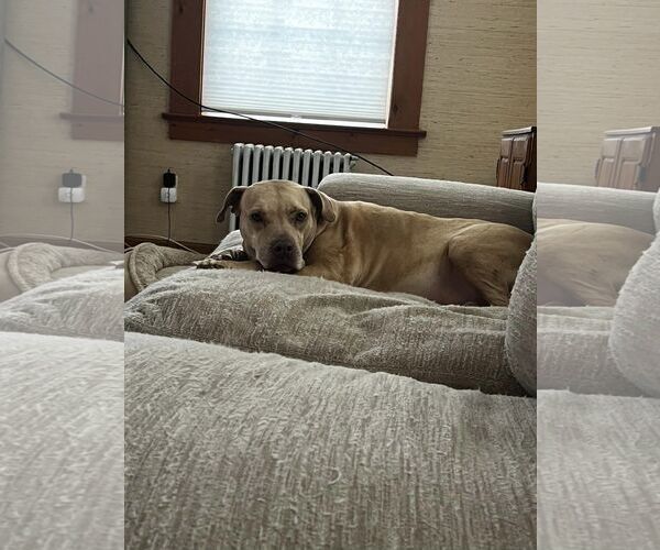 Medium Photo #17 American Pit Bull Terrier-Unknown Mix Puppy For Sale in Oakhurst, NJ, USA