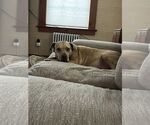 Small #16 American Pit Bull Terrier Mix